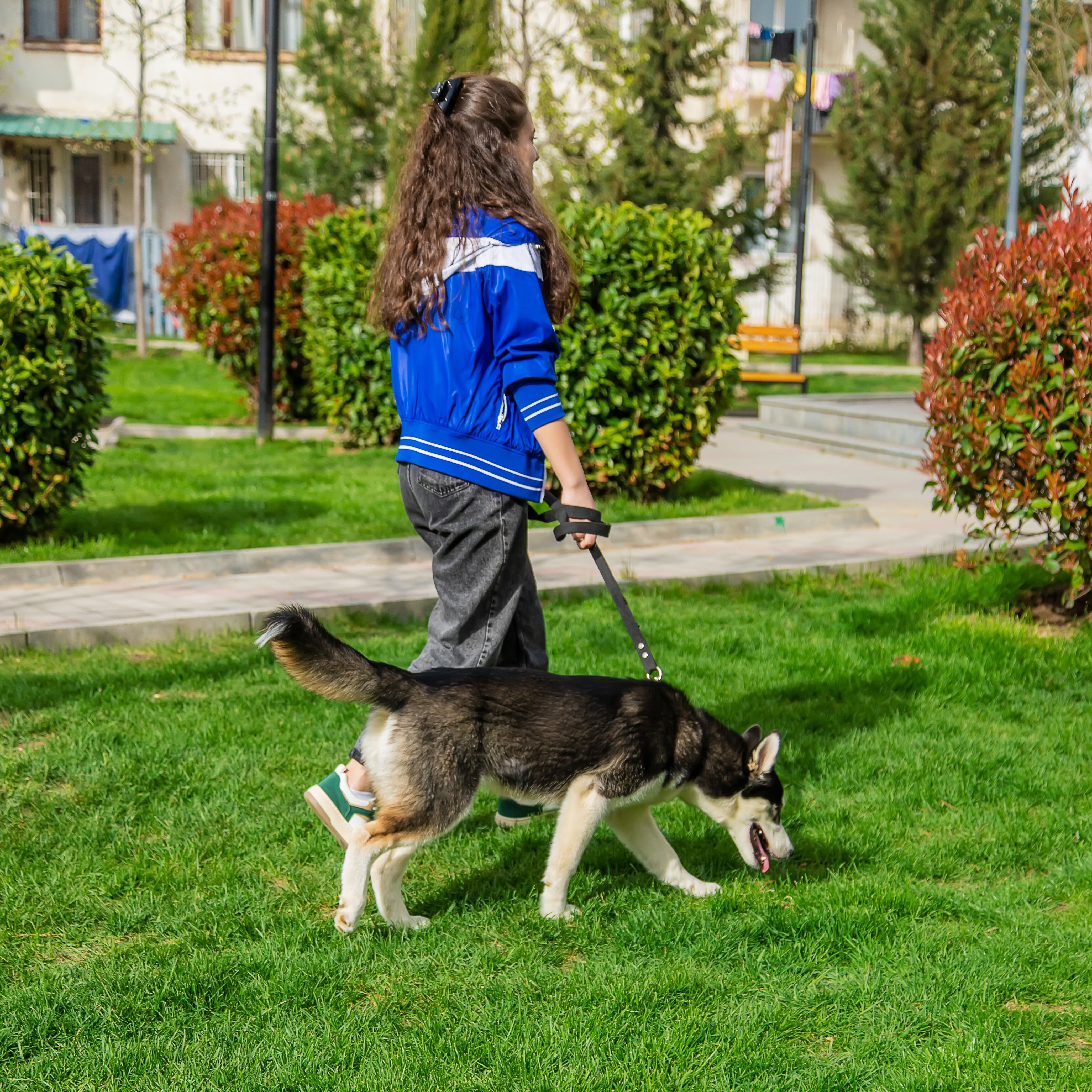 walking a dog on the grass
